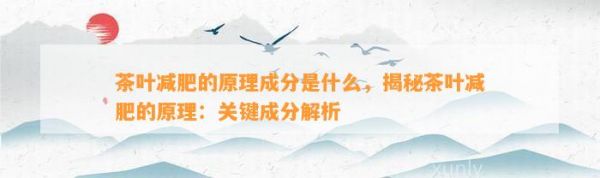 茶叶减肥的原理成分是什么，揭秘茶叶减肥的原理：关键成分解析