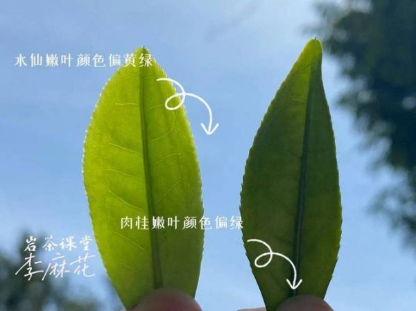 白茶和巖茶的區(qū)別是什么？