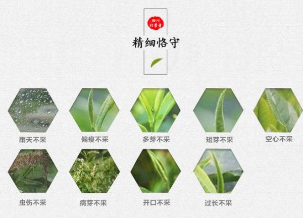 峨眉竹葉青茶：產(chǎn)地、制作工藝及功效全解析