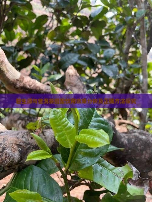 碧生源與普洱茶搭配飲用效果分析及正確方法探究