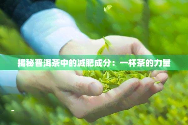 揭秘普洱茶中的減肥成分：一杯茶的力量