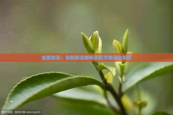 全面收錄：自制除濕減肥茶配方集錦與制作