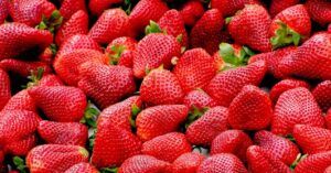 Fresas frescas