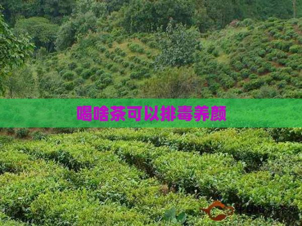 喝啥茶可以排養(yǎng)顏