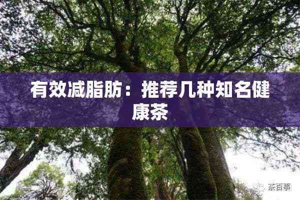 有效減脂肪：推薦幾種知名健康茶