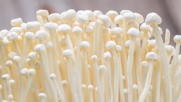 減肥期間可以吃金針菇嗎