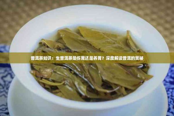 普洱茶知識：生普洱茶是傷胃還是養(yǎng)胃？深度解讀普洱的奧秘