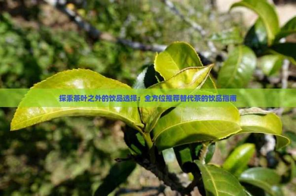探索茶葉之外的飲品選擇：全方位推薦替代茶的飲品指南