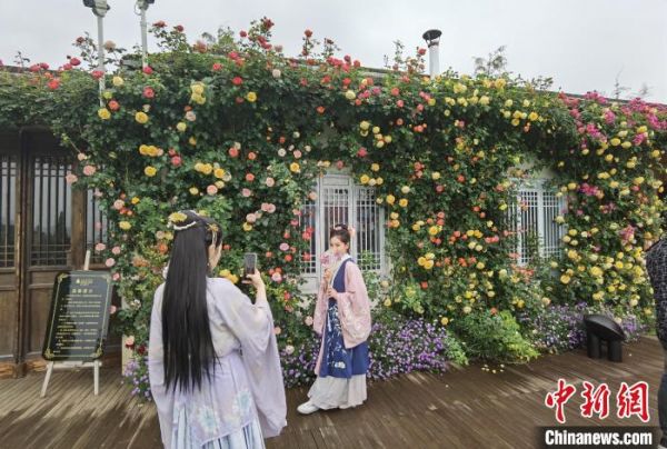 资料图：游客在玫瑰庄园“打卡” 周孙榆 摄