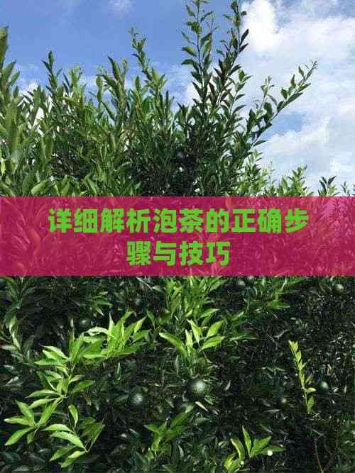 详细解析泡茶的正确步骤与技巧
