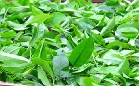 茶叶的正确冲泡方法技巧