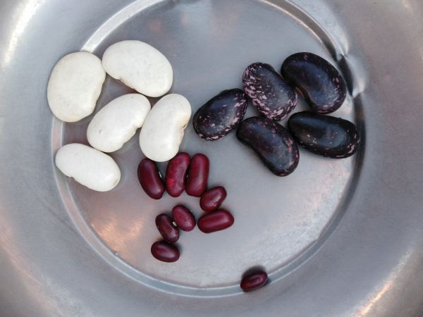 綠扁豆與紫扁豆對比圖