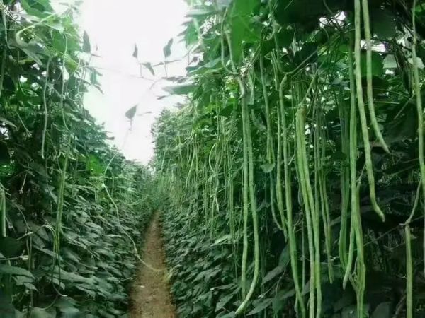 農(nóng)民在田間收割綠扁豆