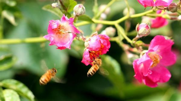 未經(jīng)高溫消毒的蜂蜜會過期嗎？蜂蜜水溫度多少合適？可以高溫嗎？