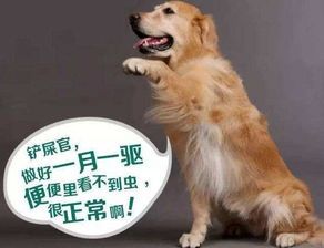“狗狗驅(qū)蟲，遵醫(yī)囑，短期見(jiàn)效，健康相伴！”