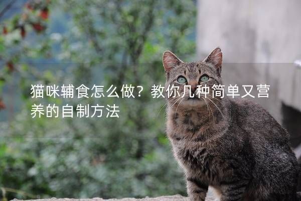 猫咪辅食怎么做？教你几种简单又营养的自制方法