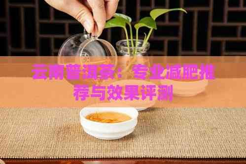 云南普洱茶：專業(yè)減肥推薦與效果評測