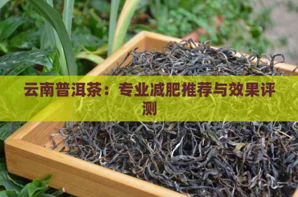 云南普洱茶：專業(yè)減肥推薦與效果評測