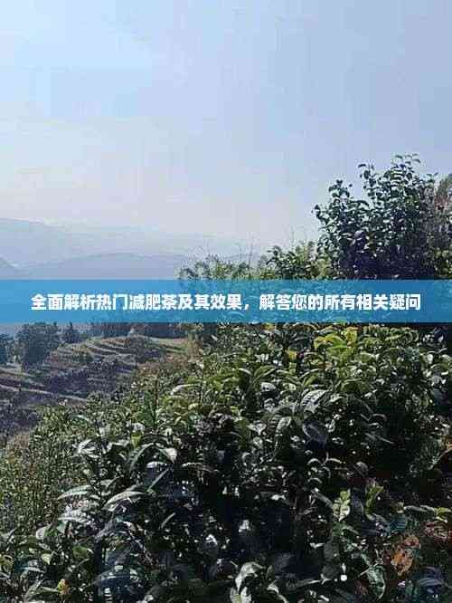 全面解析熱門減肥茶及其效果，解答您的所有相關(guān)疑問
