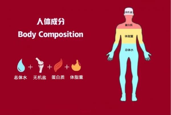 關(guān)于體成分你了解多少？