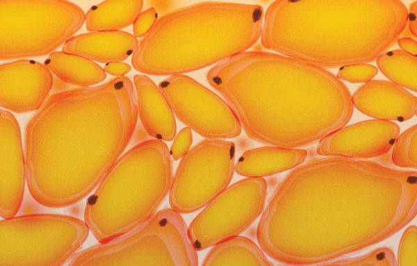 關(guān)于體成分你了解多少？