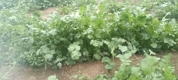 香菜與其他常見蔬菜對比圖