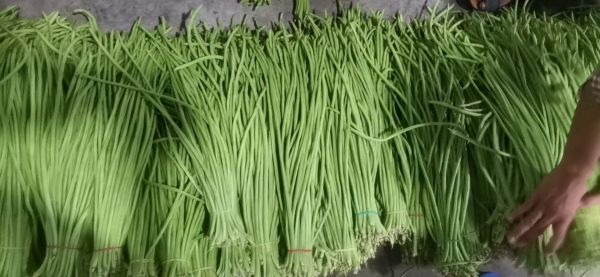 绿豆与红枣食材图