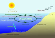 Nutrient cycle in the oceans