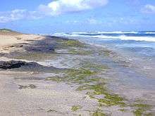 The strip of a green alga (Enteromorpha) along this shore indicates that there is a nearby source of nutrients (probably nitrates or ammonia from a small estuary).