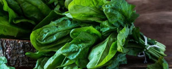 堿性食物有哪些