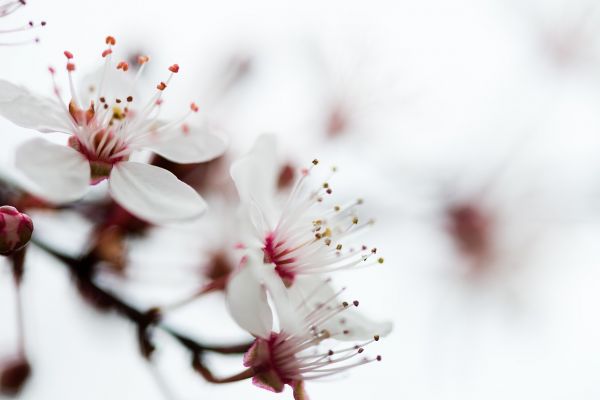 探索健康管理師職業(yè)前景，機(jī)遇與挑戰(zhàn)并存