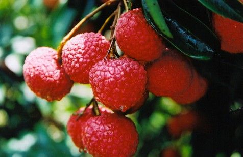 荔枝的營(yíng)養(yǎng)價(jià)值與功效