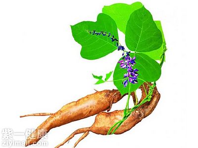 葛根是什么 葛根適合哪類人群食用