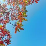 李琳琳