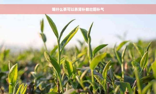 喝什么茶可以養(yǎng)腎補(bǔ)精壯陽(yáng)補(bǔ)氣
