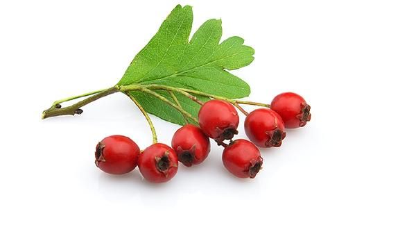 山楂有刮油的功效嗎