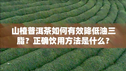 山楂普洱茶怎樣有效減少油三脂？正確飲用方法是什么？