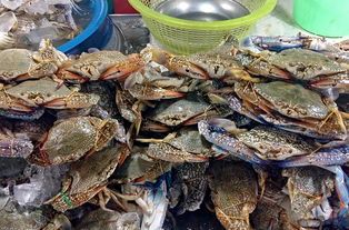 海鮮必吃清單(海鮮愛好者必看的10種美味海鮮推薦)