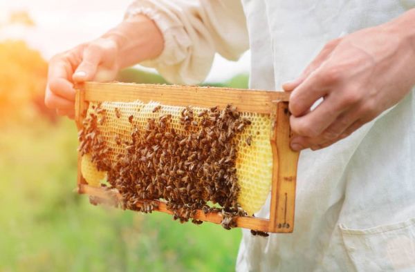 蜂蜜竟有這麼多好處？護(hù)膚、抗氧化功效一次搞定