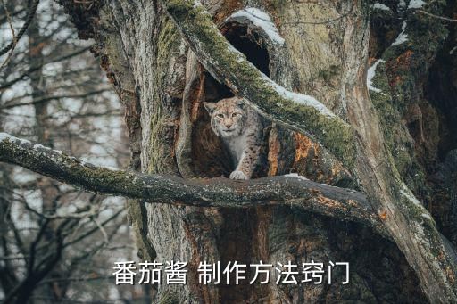  番茄醬 制作方法竅門