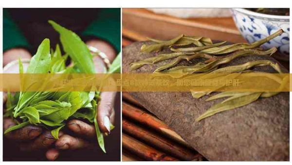 養(yǎng)肝減肥全能指南：盤點8款特效茶飲，助您健康瘦身與護(hù)肝