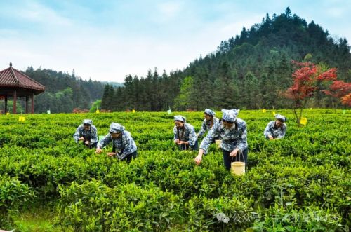 理想華萊：推動產(chǎn)業(yè)新突破，打造消保新范式