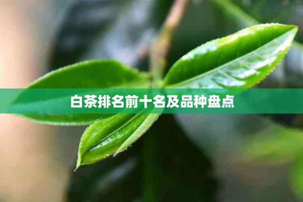 白茶排名前十名及品種盤點