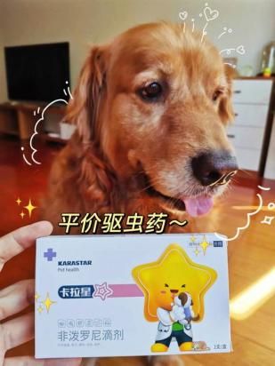 狗狗喂驅(qū)蟲藥注意事項(xiàng)有哪些-圖1