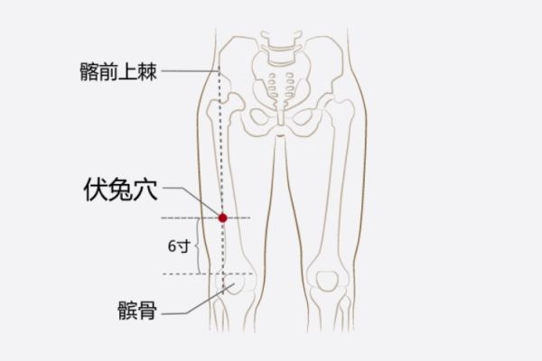 伏兔穴位置圖