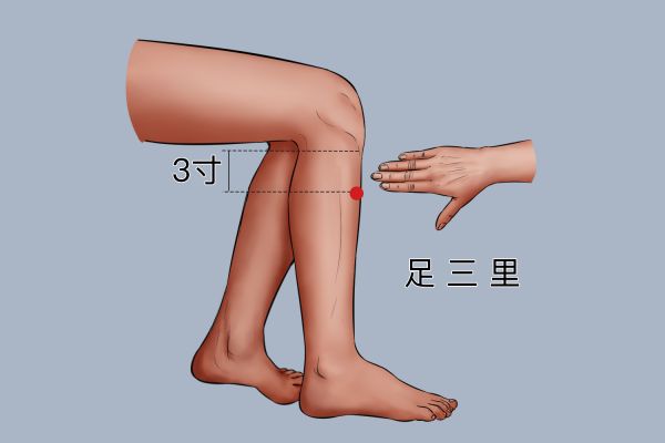 足三里穴位置圖