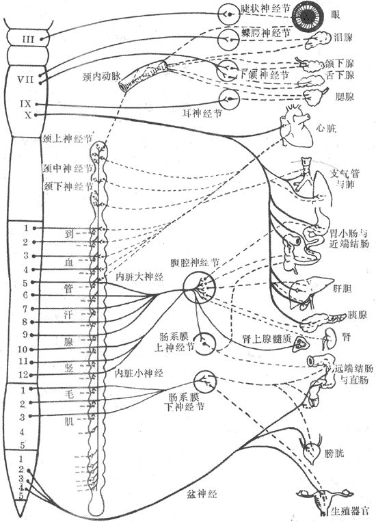 自主神經(jīng)分布示意圖