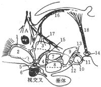 下丘腦神經(jīng)核群示意圖