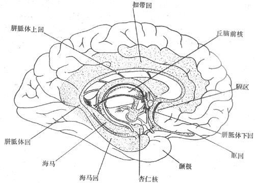 大腦內(nèi)側(cè)面示邊緣系統(tǒng)各部位