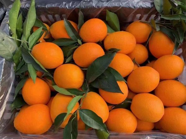 橙子与牛奶搭配示意图